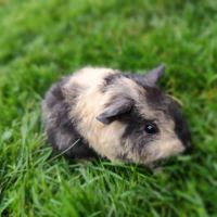 Bébé cochon d'inde mâle #4