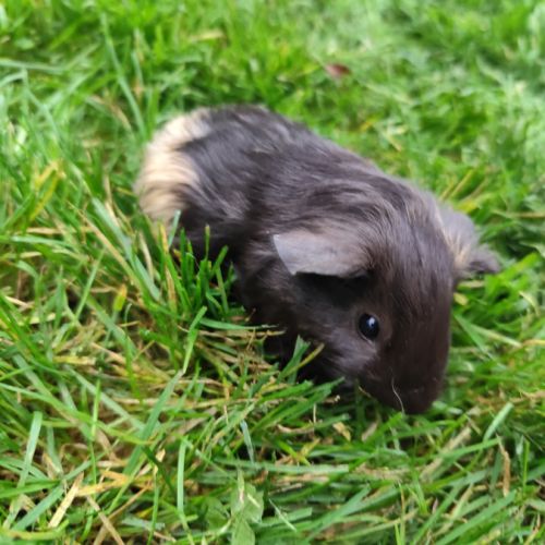 Bébé cochon d'inde mâle