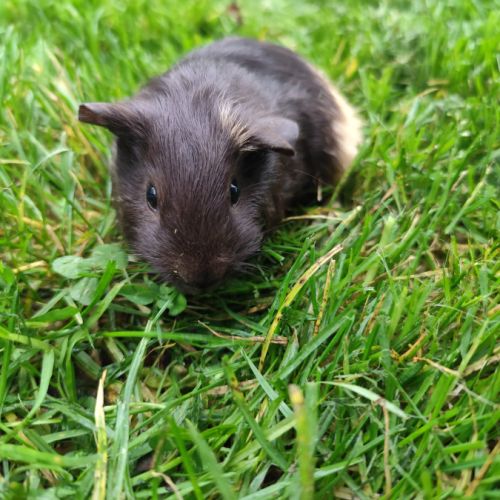 Bébé cochon d'inde mâle #4