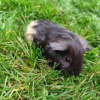 Bébé cochon d'inde mâle