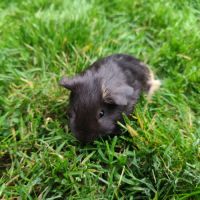 Bébé cochon d'inde mâle #2