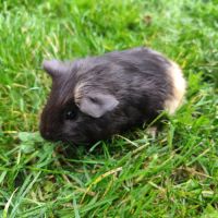 Bébé cochon d'inde mâle #3