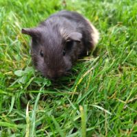 Bébé cochon d'inde mâle #4