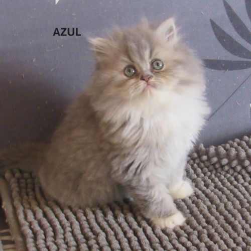 Magnifique chaton persan male loof #2