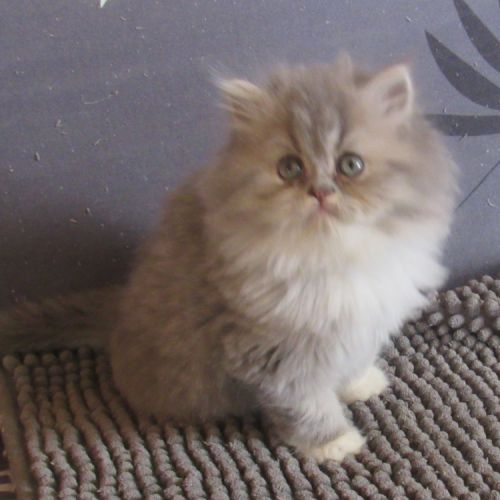 Magnifique chaton persan male loof #5