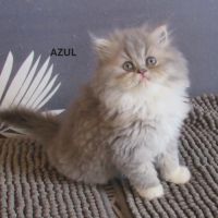 Magnifique chaton persan male loof #0