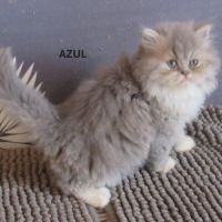 Magnifique chaton persan male loof #3