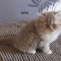 Magnifique chaton persan male loof #4