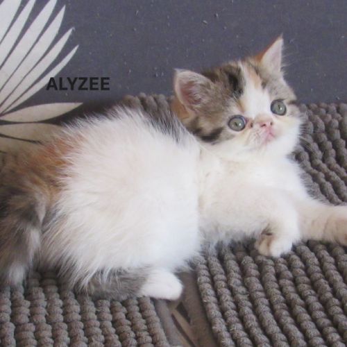 Superbe femelle exotic shorthair loof