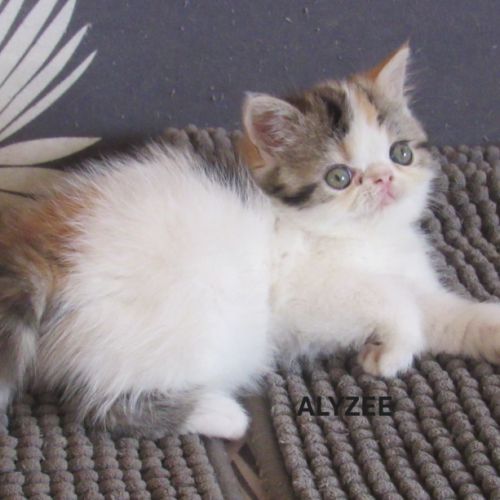 Superbe femelle exotic shorthair loof #3