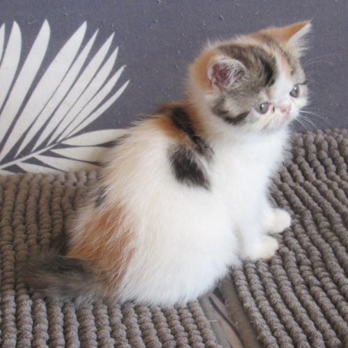 Superbe femelle exotic shorthair loof #5