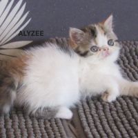 Superbe femelle exotic shorthair loof #0