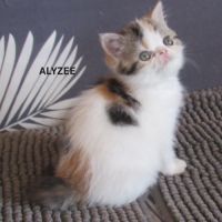 Superbe femelle exotic shorthair loof #2