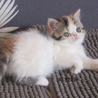 Superbe femelle exotic shorthair loof #3