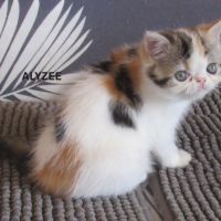 Superbe femelle exotic shorthair loof #4