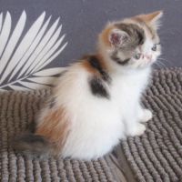 Superbe femelle exotic shorthair loof #5