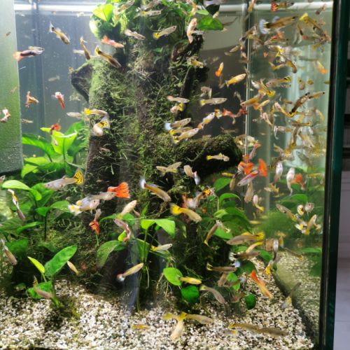 Guppys mâles et femelles #2