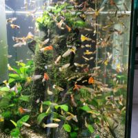 Guppys mâles et femelles #1