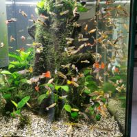 Guppys mâles et femelles #2