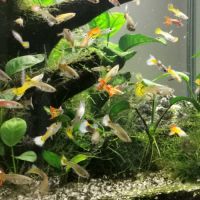 Guppys mâles et femelles #0
