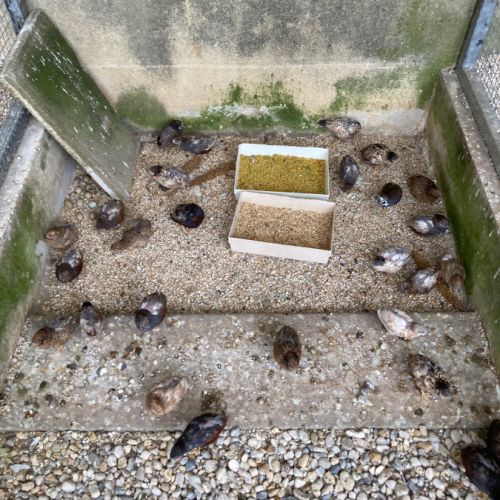 Couples de cailles chine année 2025