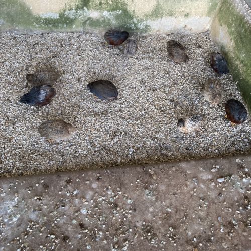 Couples de cailles chine année 2025 #1