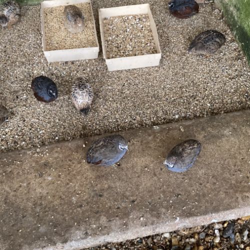 Couples de cailles chine année 2025 #2