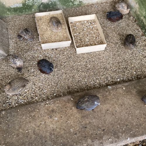 Couples de cailles chine année 2025 #0