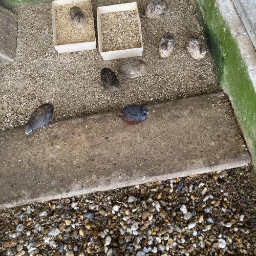 Couples de cailles chine année 2025 #4