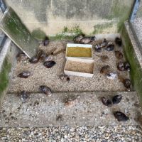 Couples de cailles chine année 2025 #1