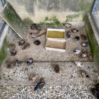 Couples de cailles chine année 2025