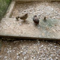 Couples de cailles chine année 2025 #3