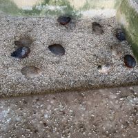 Couples de cailles chine année 2025 #1