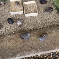 Couples de cailles chine année 2025 #2