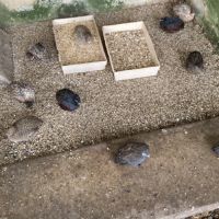 Couples de cailles chine année 2025