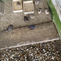 Couples de cailles chine année 2025 #4