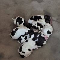 English springer spaniel #1