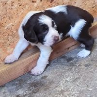 English springer spaniel #0