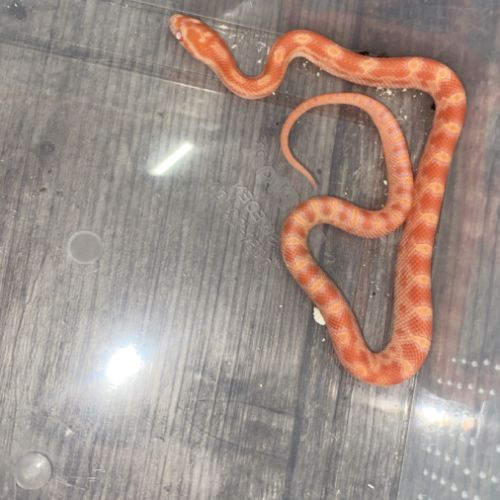 Pantherophis guttatus