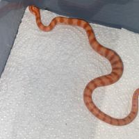 Pantherophis guttatus #1