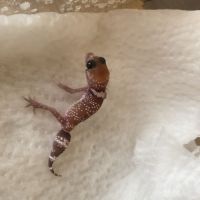 Gecko aboyeur