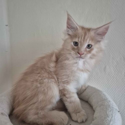 đŸ chatons maine coon disponibles â portĂ©e du 31/0 #3