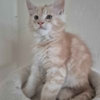 🐾 chatons maine coon disponibles – portée du 31/0