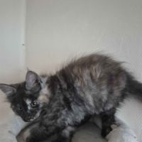 đŸ chatons maine coon disponibles â portĂ©e du 31/0 #2