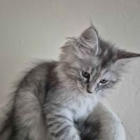 đŸ chatons maine coon disponibles â portĂ©e du 31/0 #4