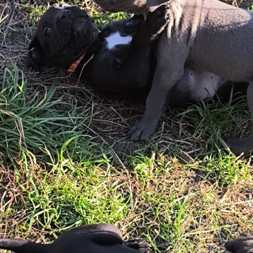 Chiots cane corso lof #0