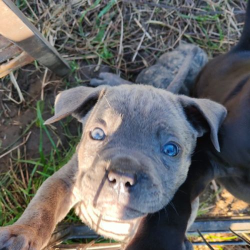 Chiots cane corso lof #2