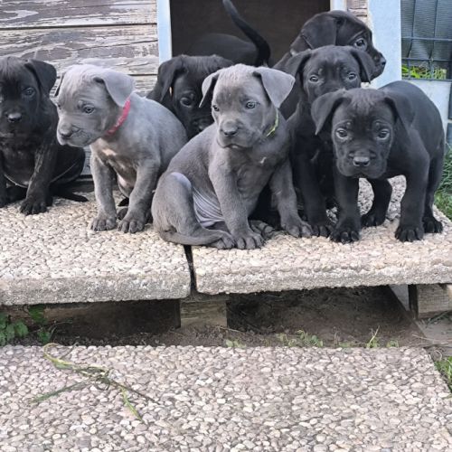 Chiots cane corso lof #3