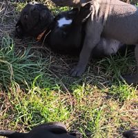 Chiots cane corso lof