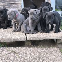 Chiots cane corso lof #3